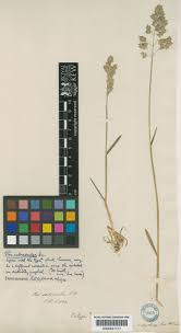 Attēlu rezultāti vaicājumam “Poa angustifolia”