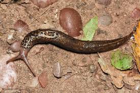 Attēlu rezultāti vaicājumam “Limax maximus”