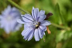 Attēlu rezultāti vaicājumam “Cichorium intybus flower”