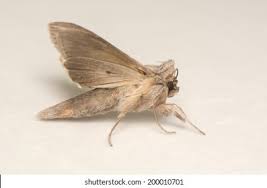 Attēlu rezultāti vaicājumam “Cucullia umbratica”