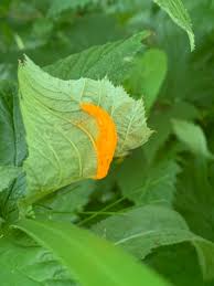 Attēlu rezultāti vaicājumam “Triphragmium ulmariae”