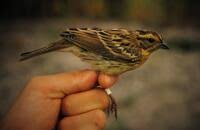 Image result for Emberiza aureola