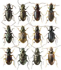 Attēlu rezultāti vaicājumam “Bembidion sp.”