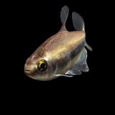 Attēlu rezultāti vaicājumam “Tetratoma ancora”