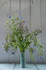 Image result for Borretsch