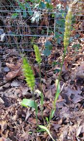 Attēlu rezultāti vaicājumam “Cynosurus cristatus fruit”