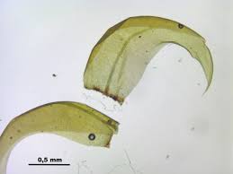 Attēlu rezultāti vaicājumam “Scorpidium cossonii”