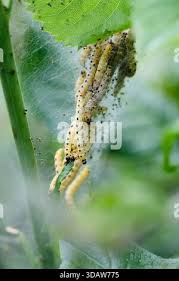 Attēlu rezultāti vaicājumam “Yponomeuta malinellus / cagnagella larva”