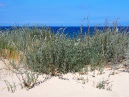 Image result for Artemisia caudata