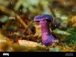 Attēlu rezultāti vaicājumam “Laccaria amethystina”