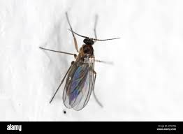 Attēlu rezultāti vaicājumam “Sciaridae”