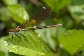 Attēlu rezultāti vaicājumam “Calopteryx virgo”