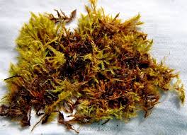 Attēlu rezultāti vaicājumam “Tomentypnum nitens”