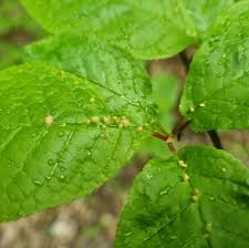 Attēlu rezultāti vaicājumam “Eriophyes padi”