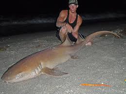 Image result for Ginglymostoma cirratum