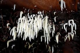 Attēlu rezultāti vaicājumam “Mucronella bresadolae”