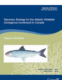 Image result for Coregonus huntsmani