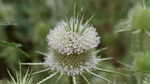 Attēlu rezultāti vaicājumam “Dipsacaceae”
