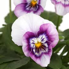 Image result for Hornveilchen