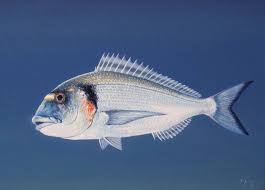 Image result for Sparus aurata