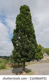 Attēlu rezultāti vaicājumam “Quercus robur Fastigiata”