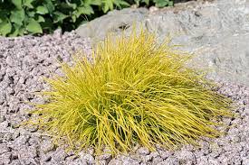 Attēlu rezultāti vaicājumam “Carex remota fruit”