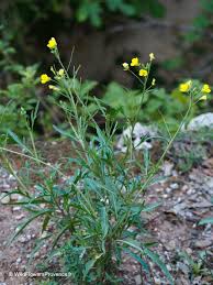 Image result for Diplotaxis tenuifolia