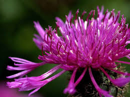 Attēlu rezultāti vaicājumam “Centaurea scabiosa flower”