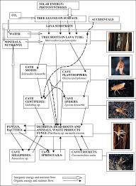 Attēlu rezultāti vaicājumam “Pistillaria sp.”