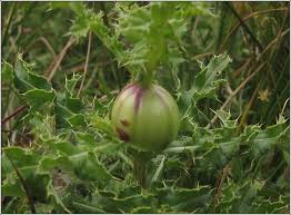 Attēlu rezultāti vaicājumam “Urophora cardui”