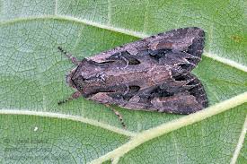 Attēlu rezultāti vaicājumam “Lacanobia suasa”