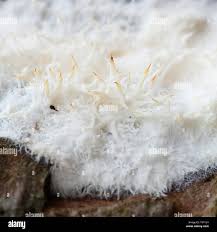 Attēlu rezultāti vaicājumam “Phlebiopsis gigantea”