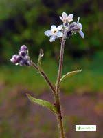 Attēlu rezultāti vaicājumam “Myosotis sparsiflora flower”