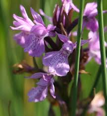 Attēlu rezultāti vaicājumam “Dactylorhiza cruenta flower”