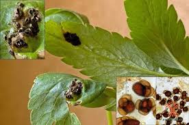 Attēlu rezultāti vaicājumam “Urocystis anemones spores”