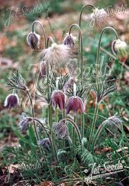 Attēlu rezultāti vaicājumam “Pulsatilla pratensis fruit”