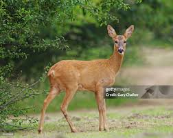 Attēlu rezultāti vaicājumam “Capreolus capreolus”