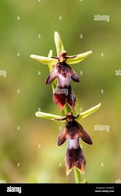 Attēlu rezultāti vaicājumam “Ophrys insectifera flower”