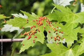 Attēlu rezultāti vaicājumam “Vasates quadripedes”