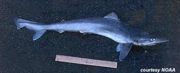 Image result for Galeorhinus galeus