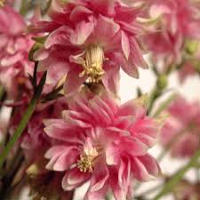 Image result for Aquilegia vulgaris `Nora Barlow`