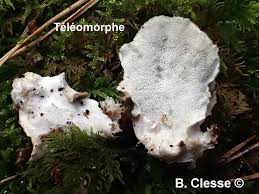 Attēlu rezultāti vaicājumam “Postia ptychogaster”