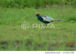 「綠羽毛」的圖片搜尋結果