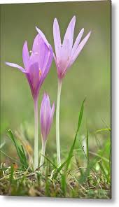 Attēlu rezultāti vaicājumam “Colchicum autumnale flower”
