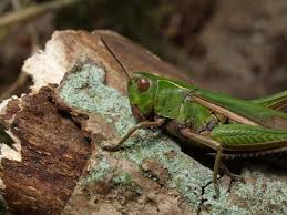 Attēlu rezultāti vaicājumam “Omocestus viridulus”