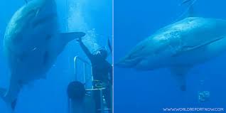 Image result for Deep Blue Diving