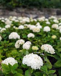 Attēlu rezultāti vaicājumam “Hydrangea arborescens flower”