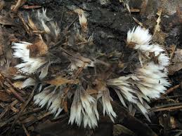 Attēlu rezultāti vaicājumam “Thelephora penicillata”