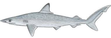 Image result for Rhizoprionodon longurio