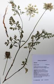 Image result for Daucus carota